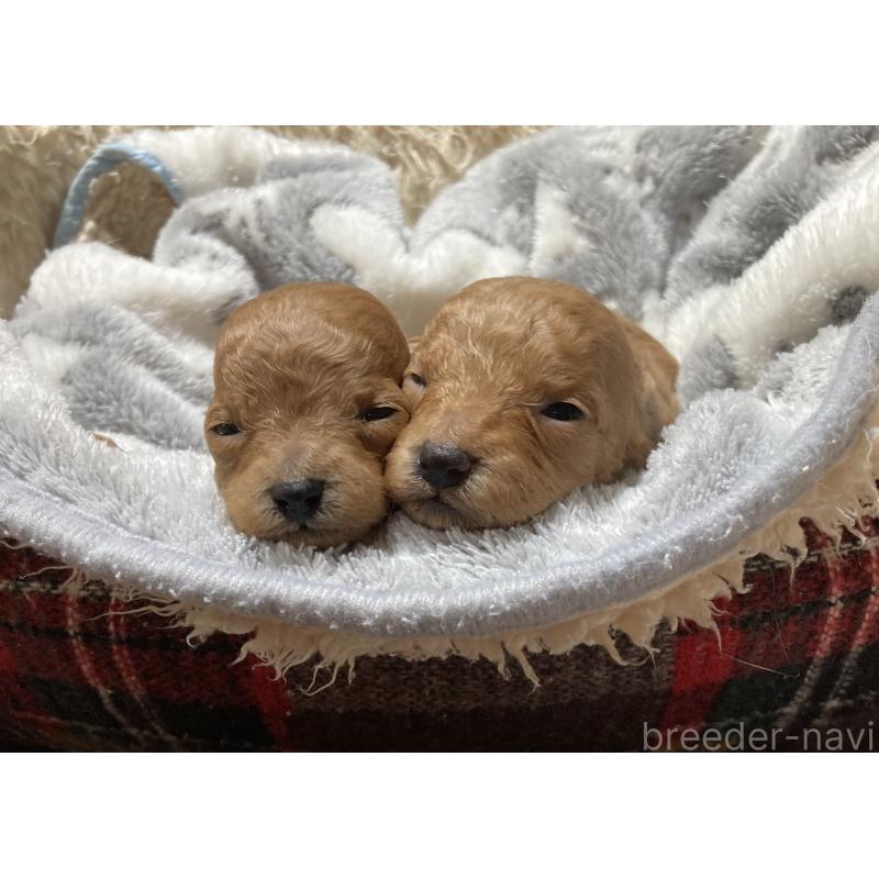 販売中の大阪府のマルプー:マルチーズ×トイプードル-449606の3枚目