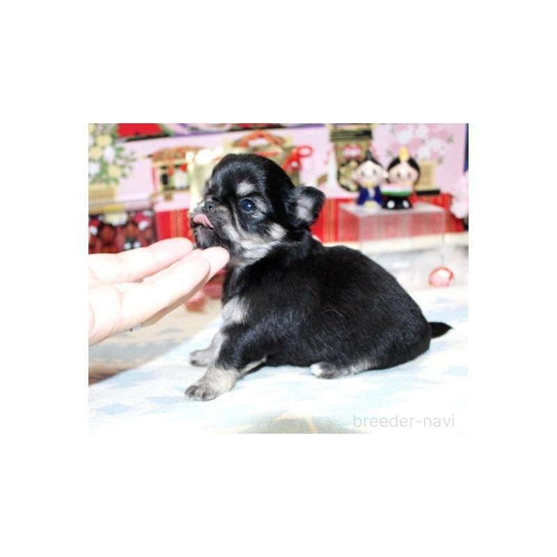 販売中の福岡県のチワワ(ロングコート)-449593の3枚目