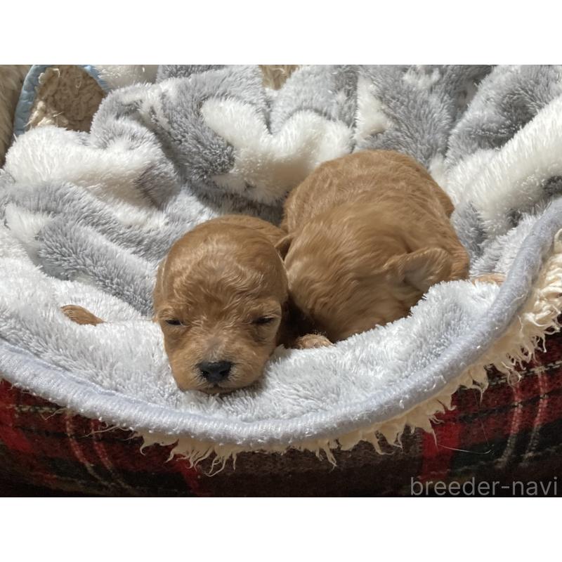 販売中の大阪府のマルプー:マルチーズ×トイプードル-449606の2枚目