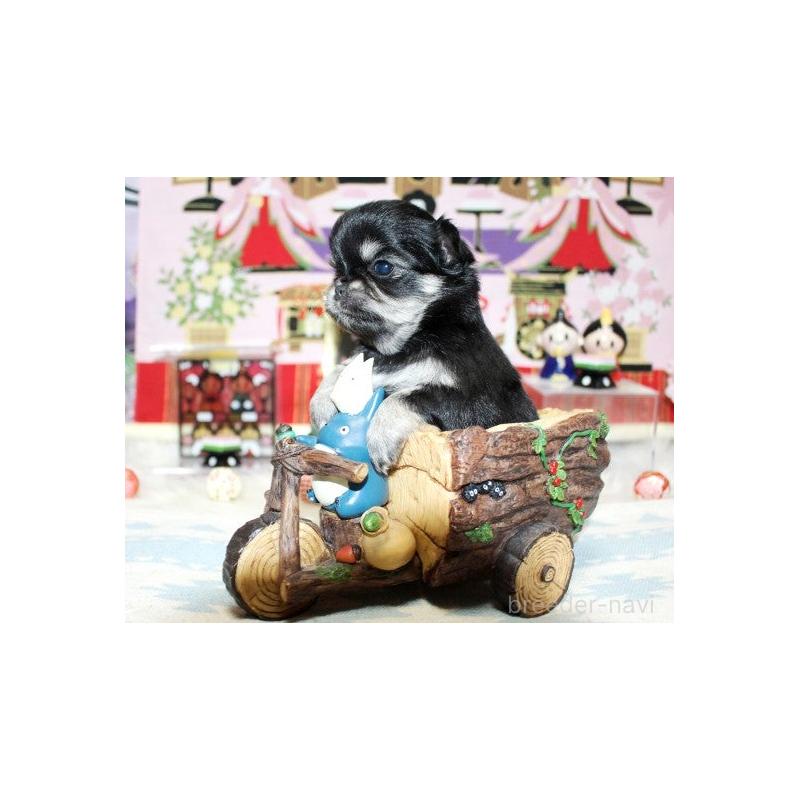 販売中の福岡県のチワワ(ロングコート)-449593の2枚目