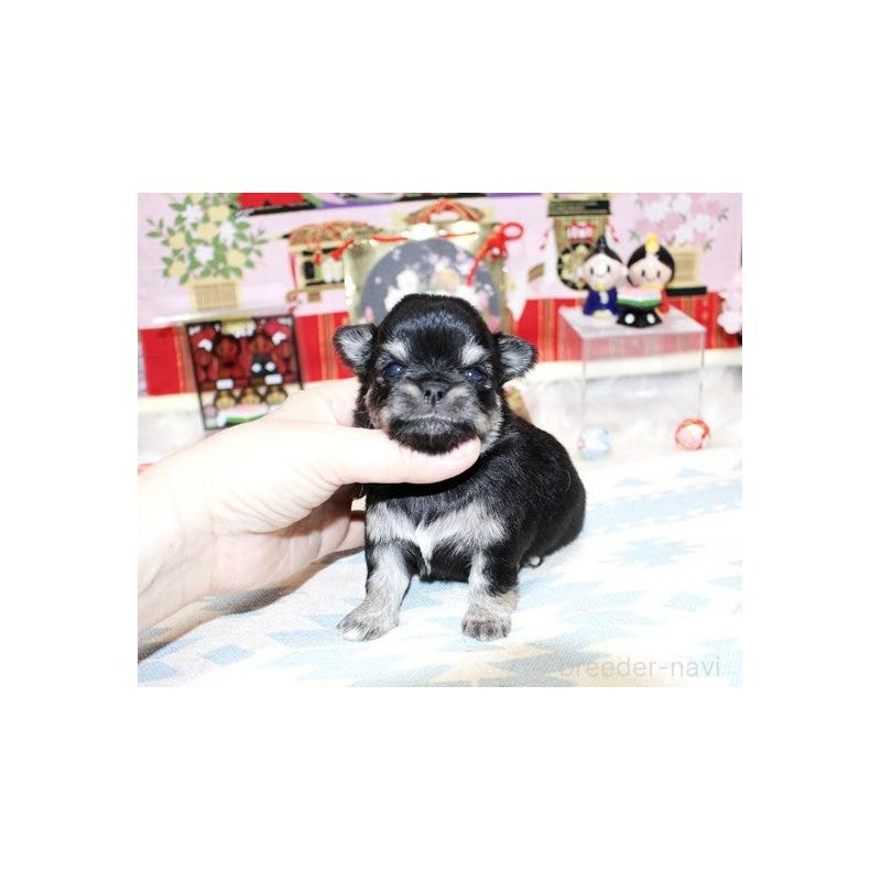 販売中の福岡県のチワワ(ロングコート)-449593