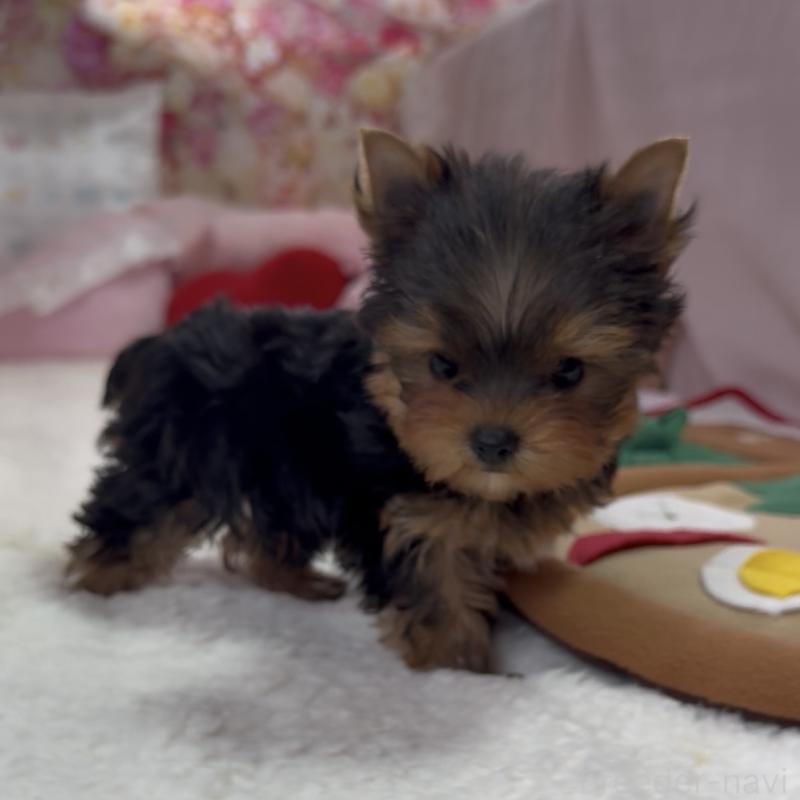 販売中の福岡県のヨークシャーテリア-449594の10枚目