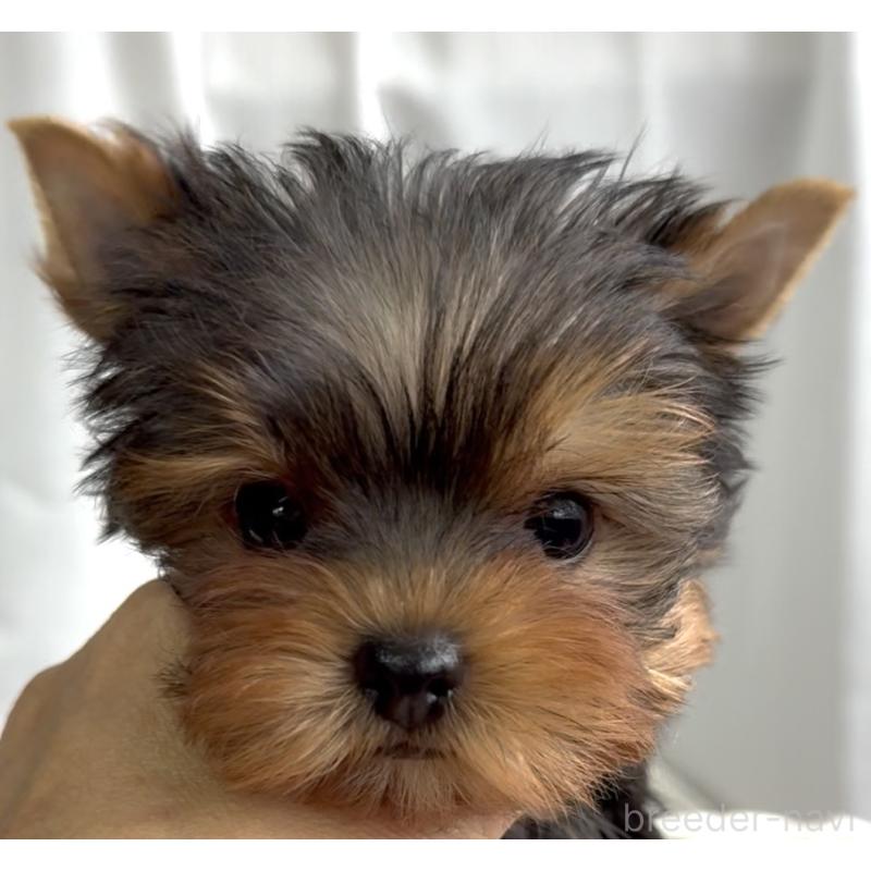 販売中の福岡県のヨークシャーテリア-449594の7枚目