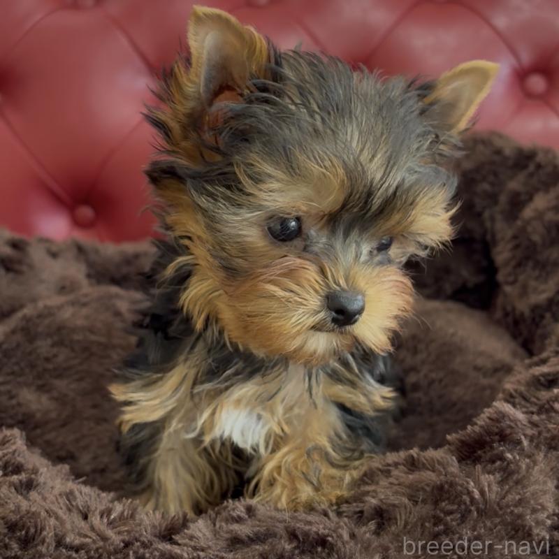 販売中の福岡県のヨークシャーテリア-449594の6枚目