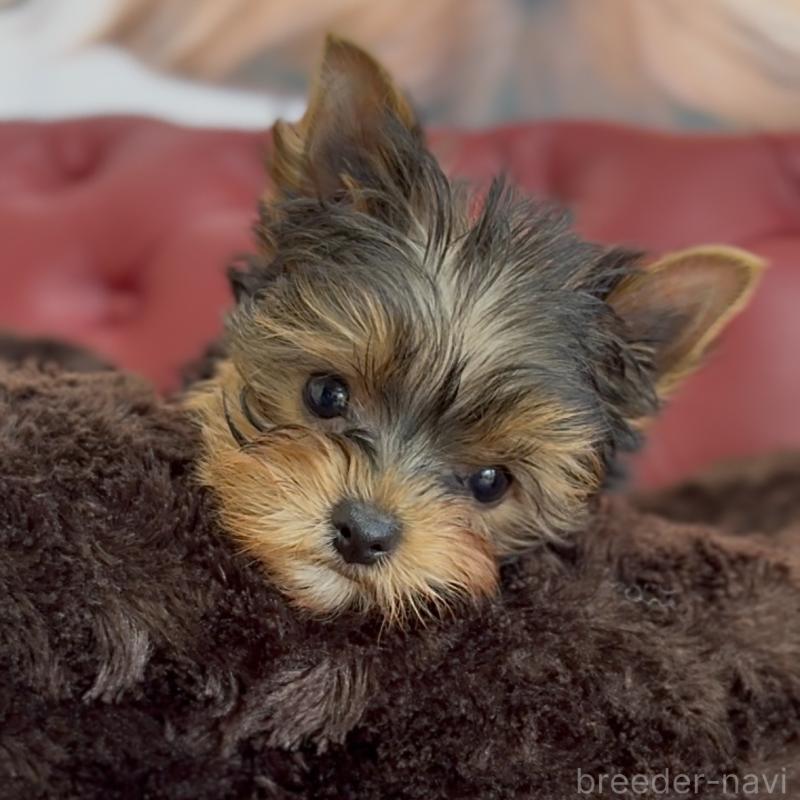 販売中の福岡県のヨークシャーテリア-449594の4枚目