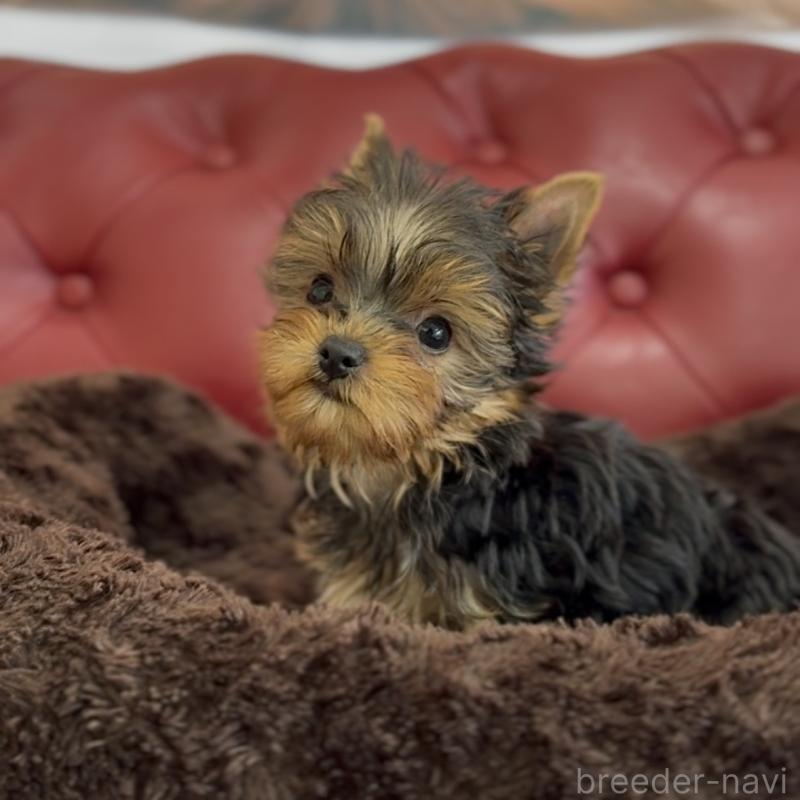 販売中の福岡県のヨークシャーテリア-449594の3枚目
