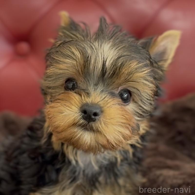 販売中の福岡県のヨークシャーテリア-449594の1枚目