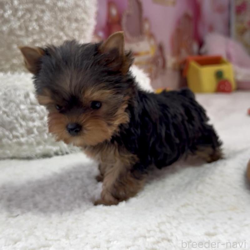 販売中の福岡県のヨークシャーテリア-449594の2枚目