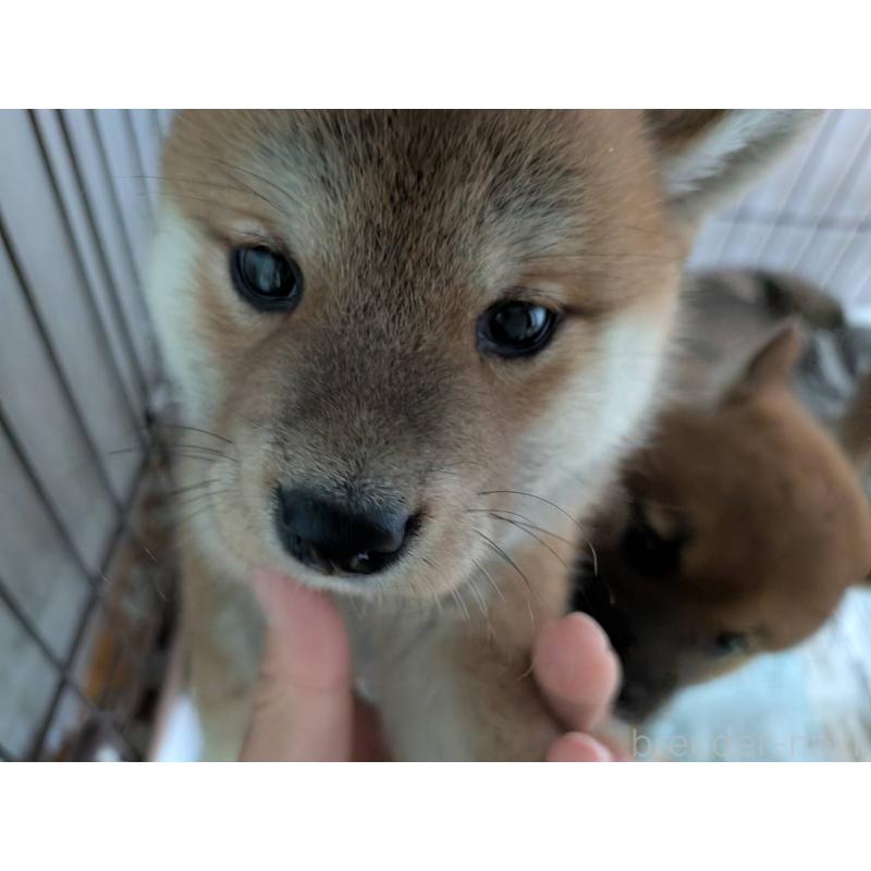 販売中の茨城県の豆柴-449596の1枚目