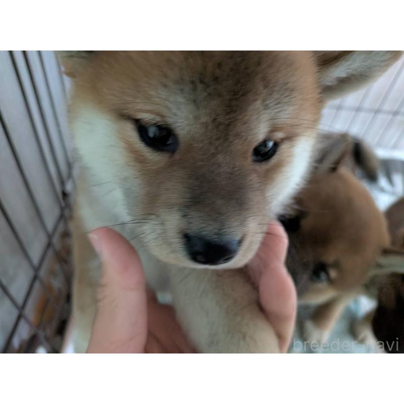 販売中の茨城県の豆柴-449596の6枚目