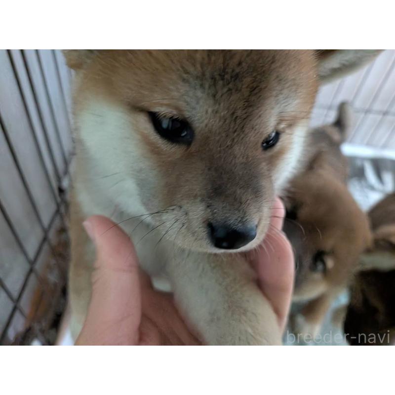 販売中の茨城県の豆柴-449596の5枚目