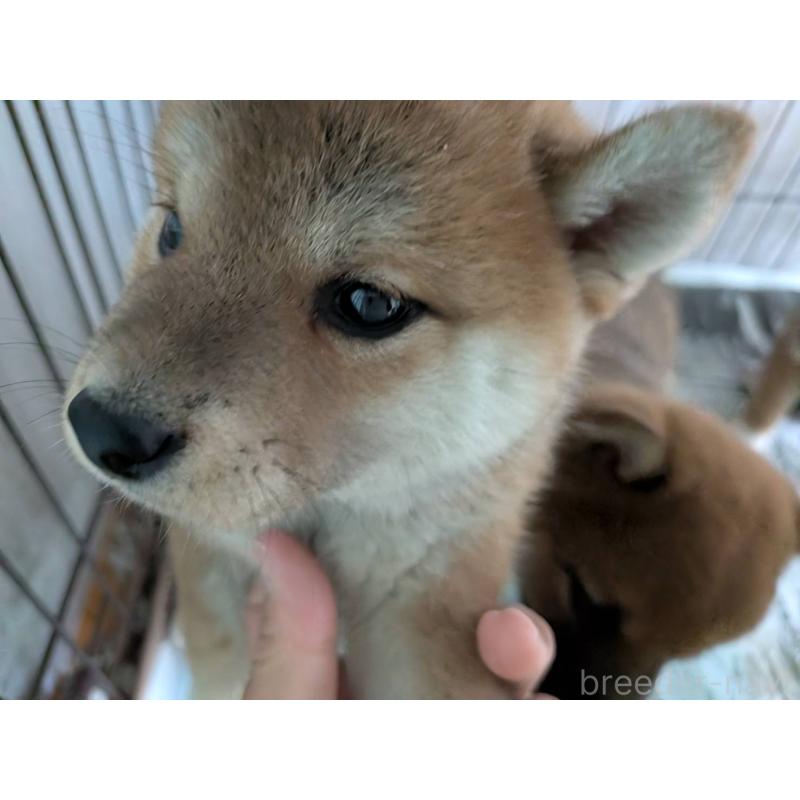 販売中の茨城県の豆柴-449596の4枚目