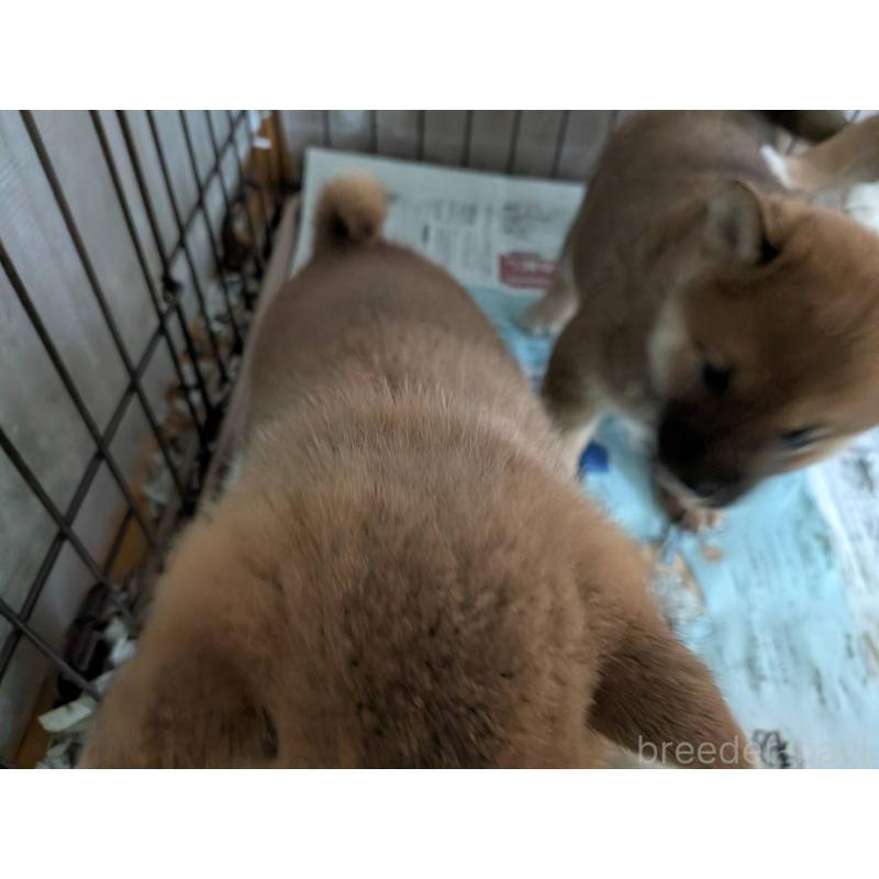 販売中の茨城県の豆柴-449596の3枚目