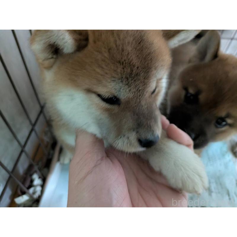 販売中の茨城県の豆柴-449596の2枚目