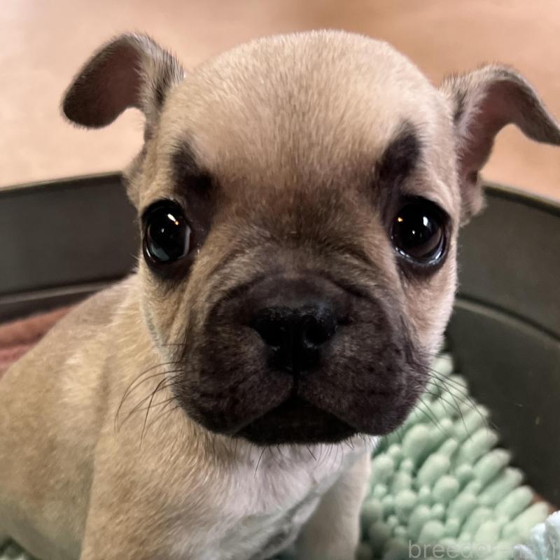 販売中の長崎県のフレンチブルドッグ-449597の2枚目