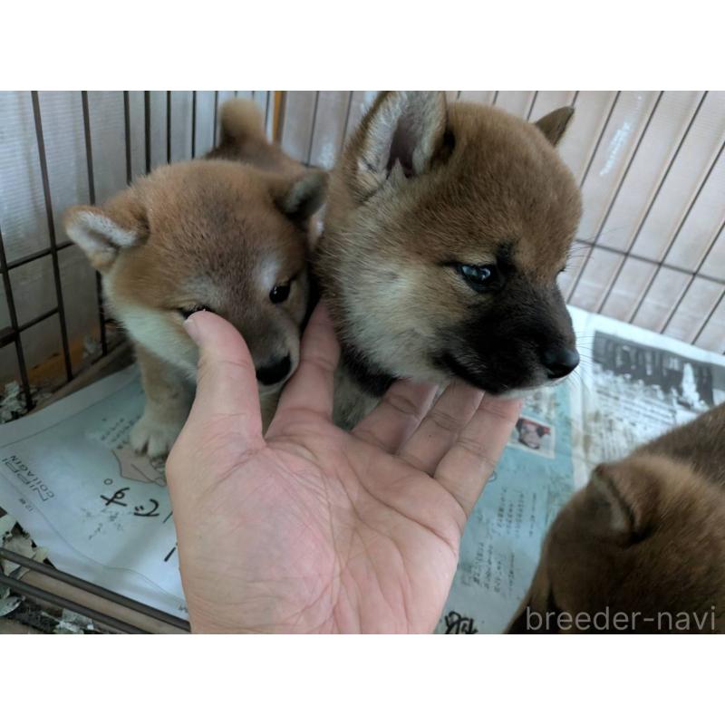 販売中の茨城県の豆柴-449599の9枚目