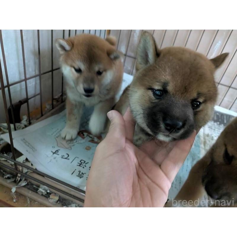 販売中の茨城県の豆柴-449599の8枚目