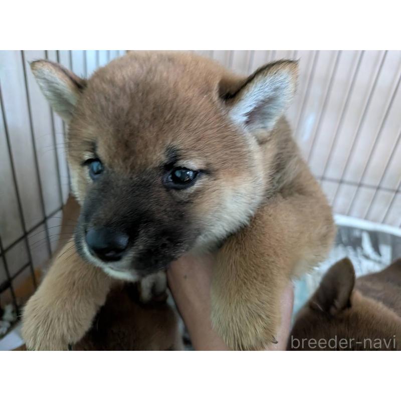 販売中の茨城県の豆柴-449599の7枚目