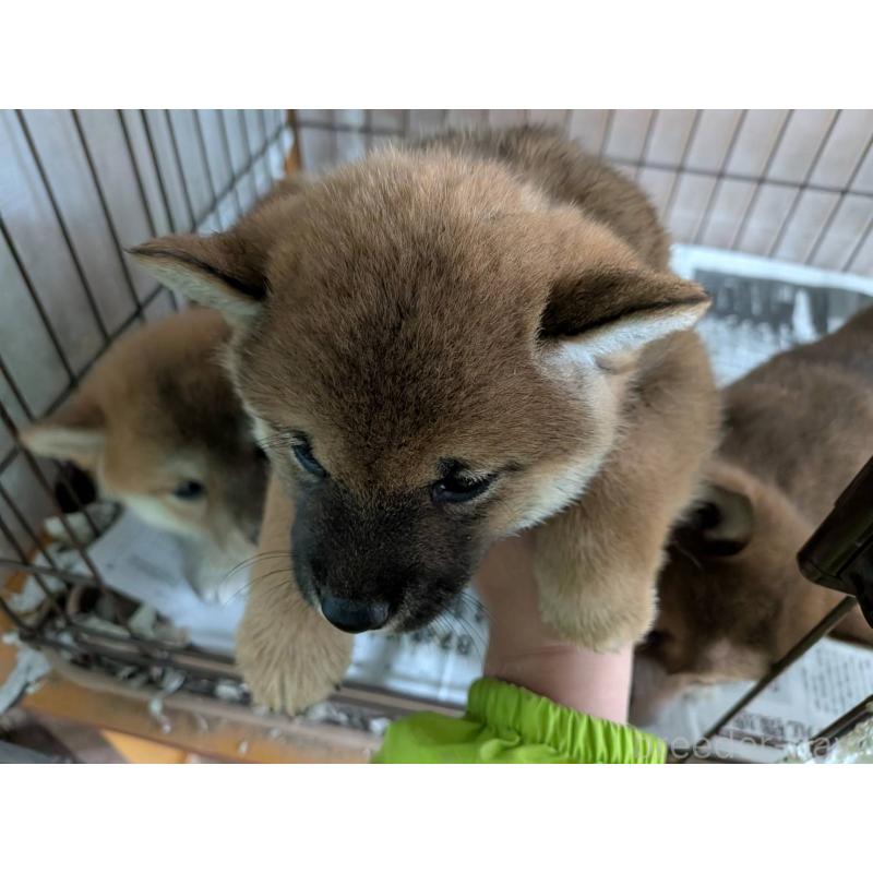 販売中の茨城県の豆柴-449599の6枚目