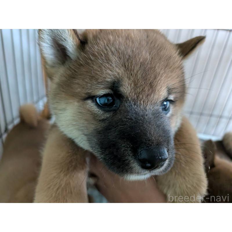 販売中の茨城県の豆柴-449599の5枚目