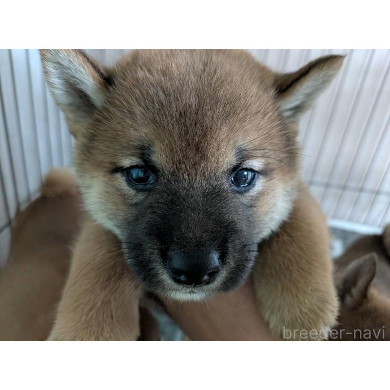 販売中の茨城県の豆柴-449599