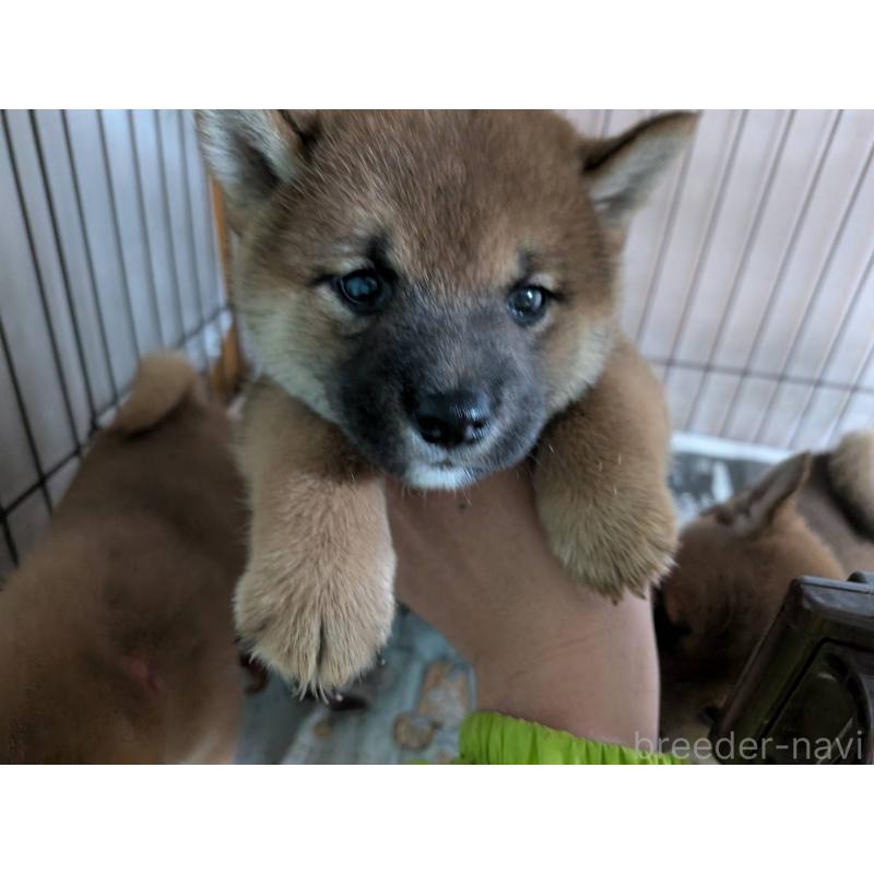 販売中の茨城県の豆柴-449599の3枚目