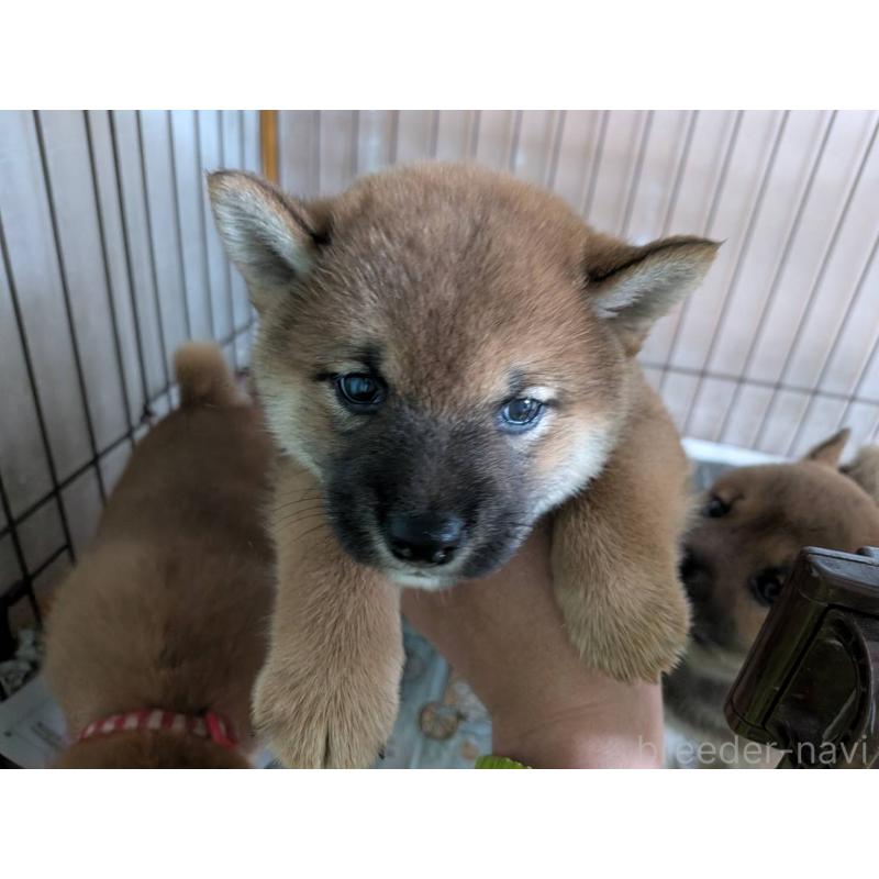 販売中の茨城県の豆柴-449599の2枚目