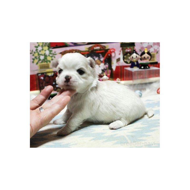 販売中の福岡県のチワワ(ロングコート)-449601の3枚目