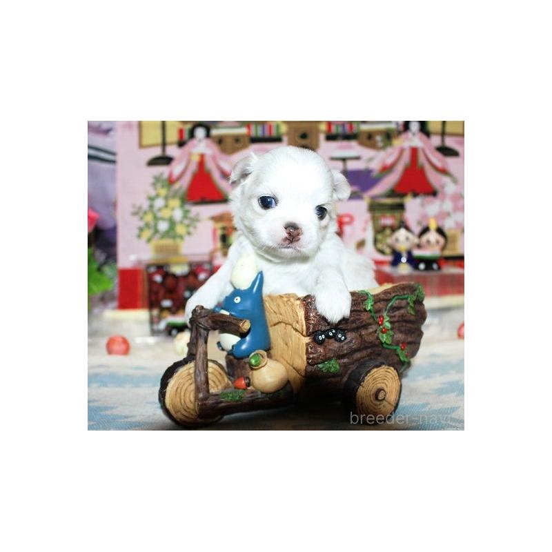 販売中の福岡県のチワワ(ロングコート)-449601の2枚目