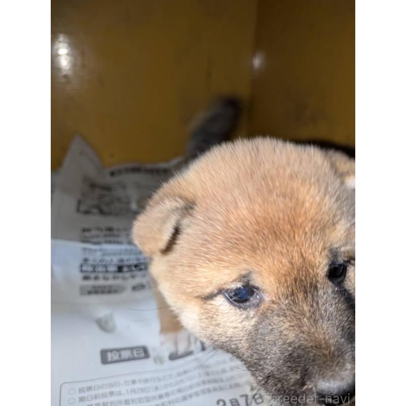 販売中の茨城県の豆柴-449603の7枚目