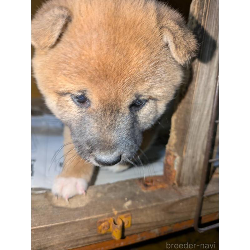 販売中の茨城県の豆柴-449603の5枚目