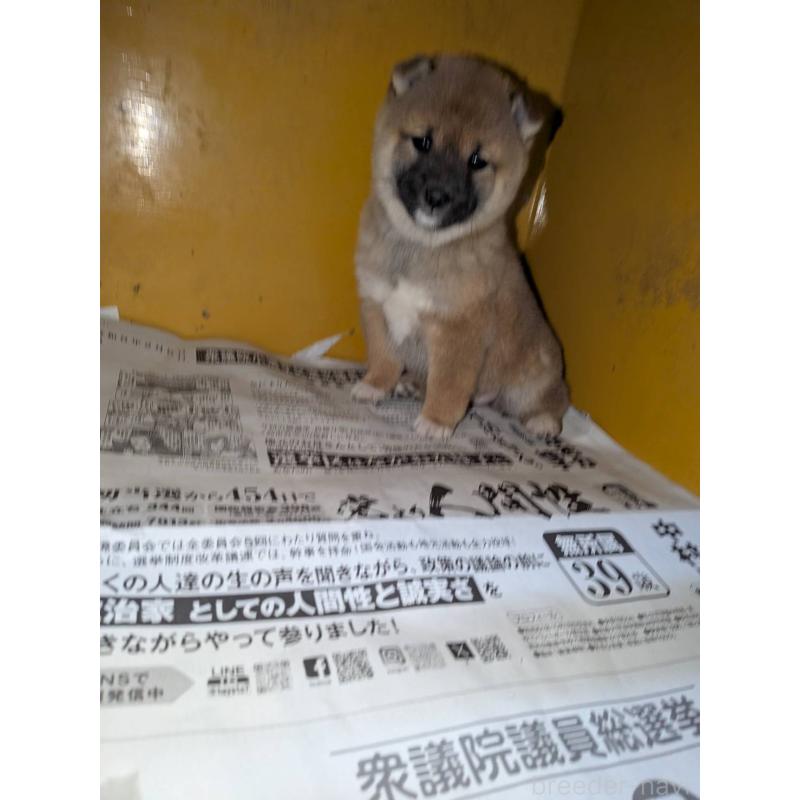 販売中の茨城県の豆柴-449603の3枚目