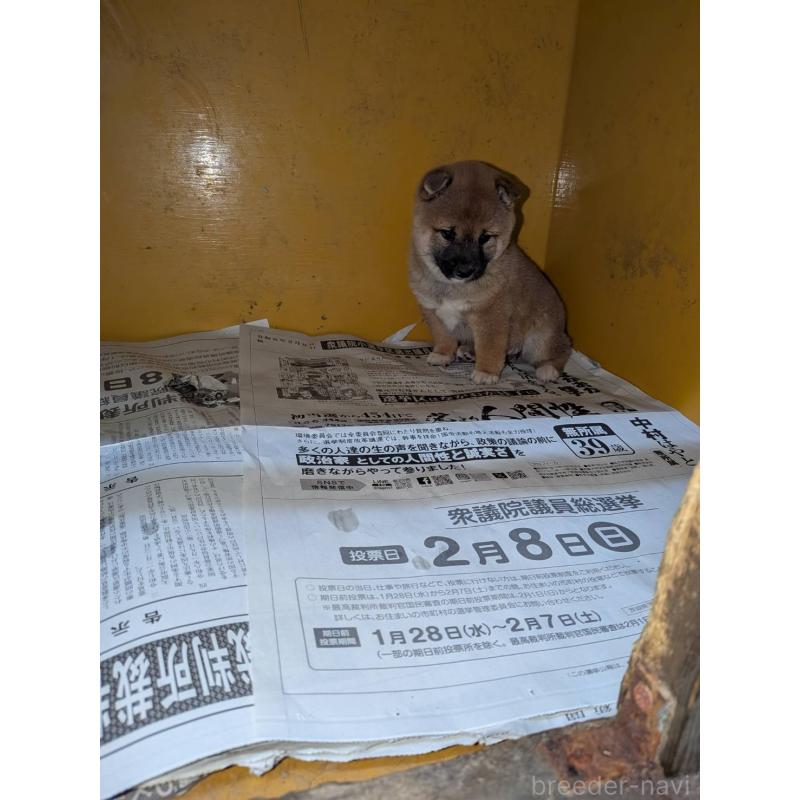 販売中の茨城県の豆柴-449603の2枚目