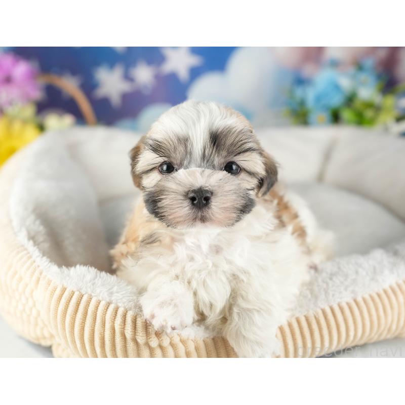 販売中の茨城県のマルシーズー:マルチーズ×シーズー-449605の7枚目