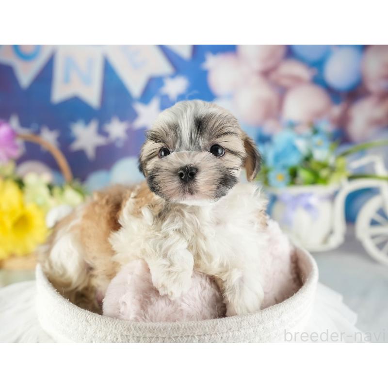 販売中の茨城県のマルシーズー:マルチーズ×シーズー-449605の6枚目