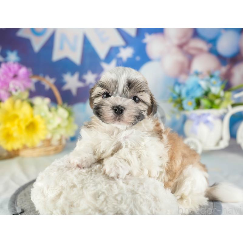 販売中の茨城県のマルシーズー:マルチーズ×シーズー-449605の5枚目