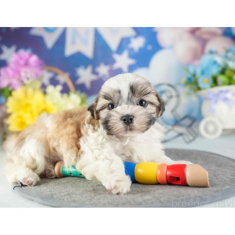 販売中の茨城県のマルシーズー:マルチーズ×シーズー-449605の4枚目