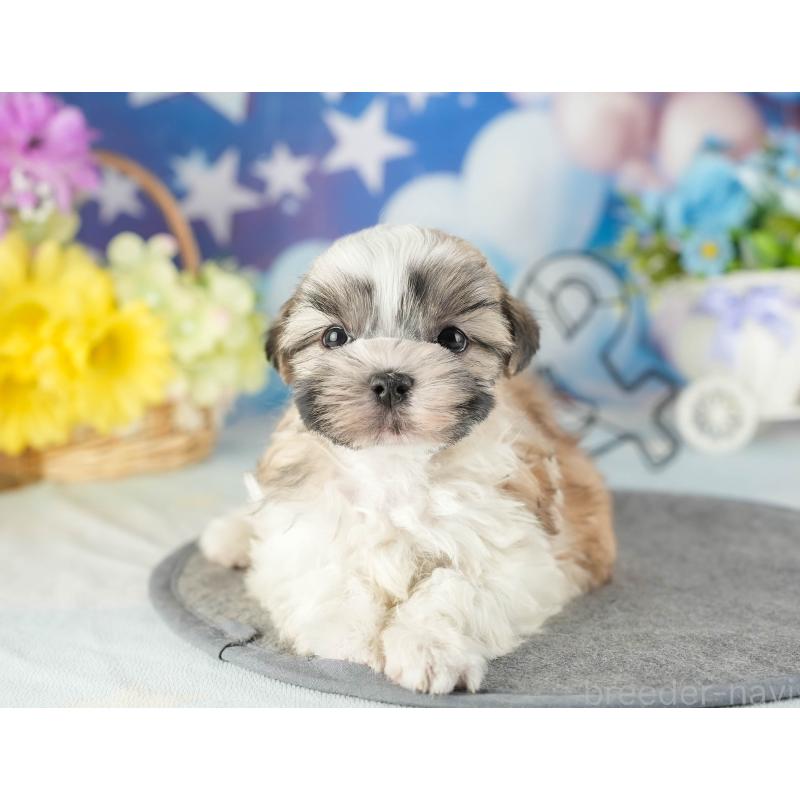 販売中の茨城県のマルシーズー:マルチーズ×シーズー-449605の3枚目