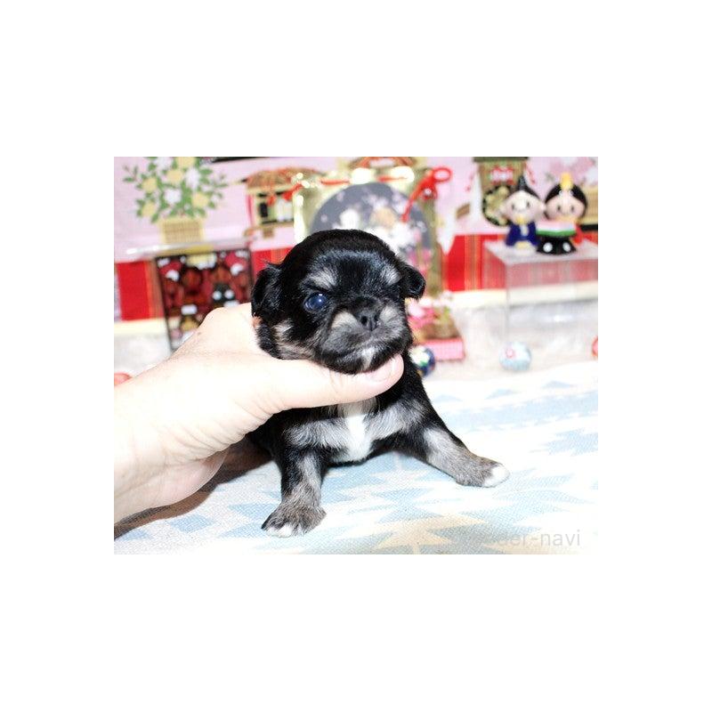 販売中の福岡県のチワワ(ロングコート)-449607の3枚目