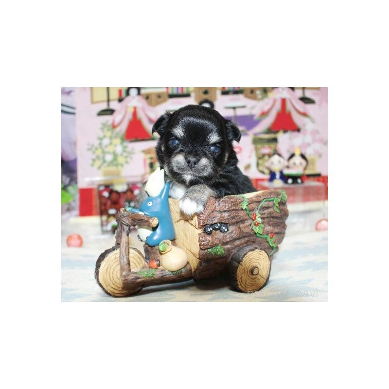 販売中の福岡県のチワワ(ロングコート)-449607の2枚目