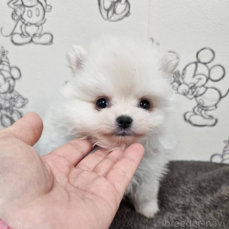 販売中の埼玉県のポメラニアン-449610の5枚目