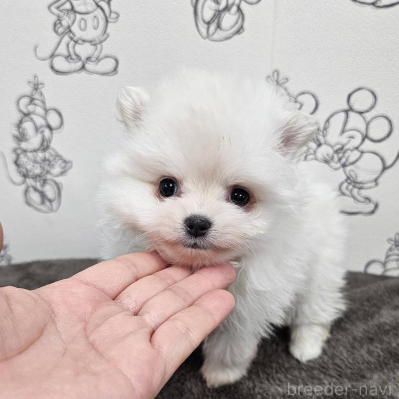 販売中の埼玉県のポメラニアン-449610の4枚目