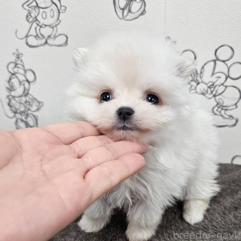 販売中の埼玉県のポメラニアン-449610の3枚目