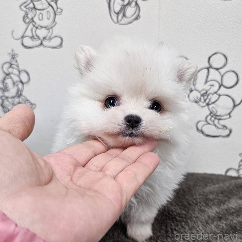 販売中の埼玉県のポメラニアン-449610の2枚目