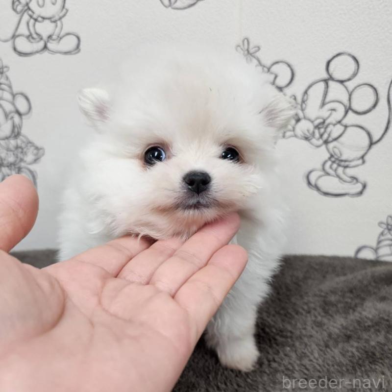 販売中の埼玉県のポメラニアン-449610の1枚目
