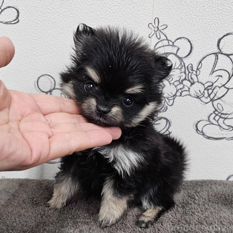 販売中の埼玉県のポメラニアン-449611の5枚目