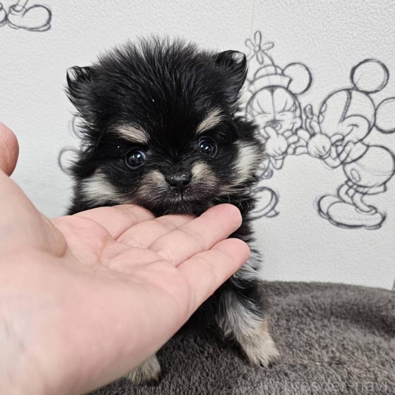 販売中の埼玉県のポメラニアン-449611の4枚目