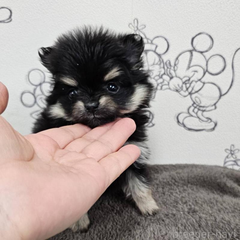 販売中の埼玉県のポメラニアン-449611の3枚目