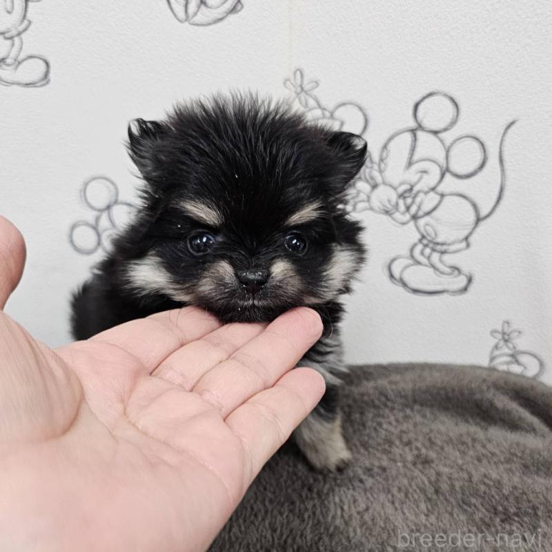 販売中の埼玉県のポメラニアン-449611の2枚目