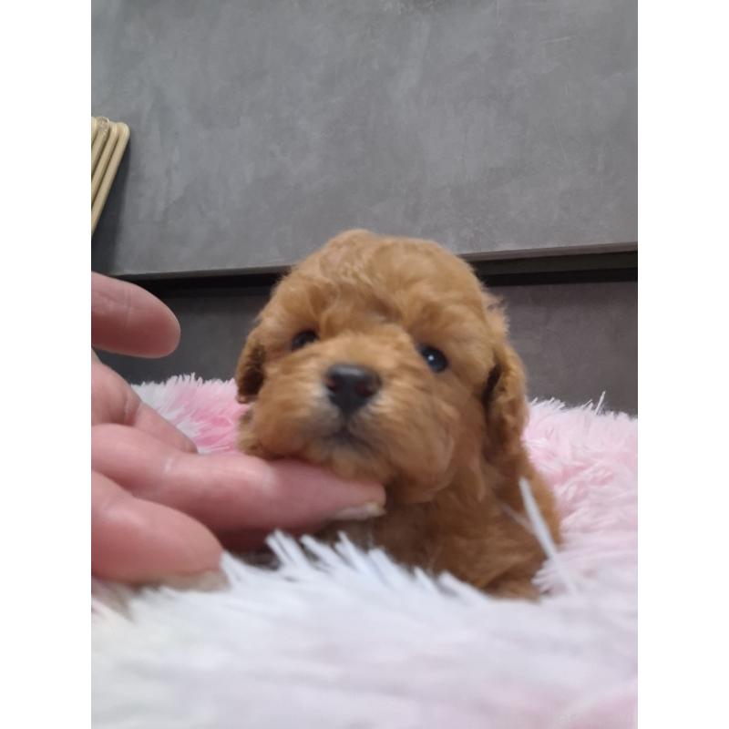 販売中の群馬県のタイニープードル-449616の7枚目